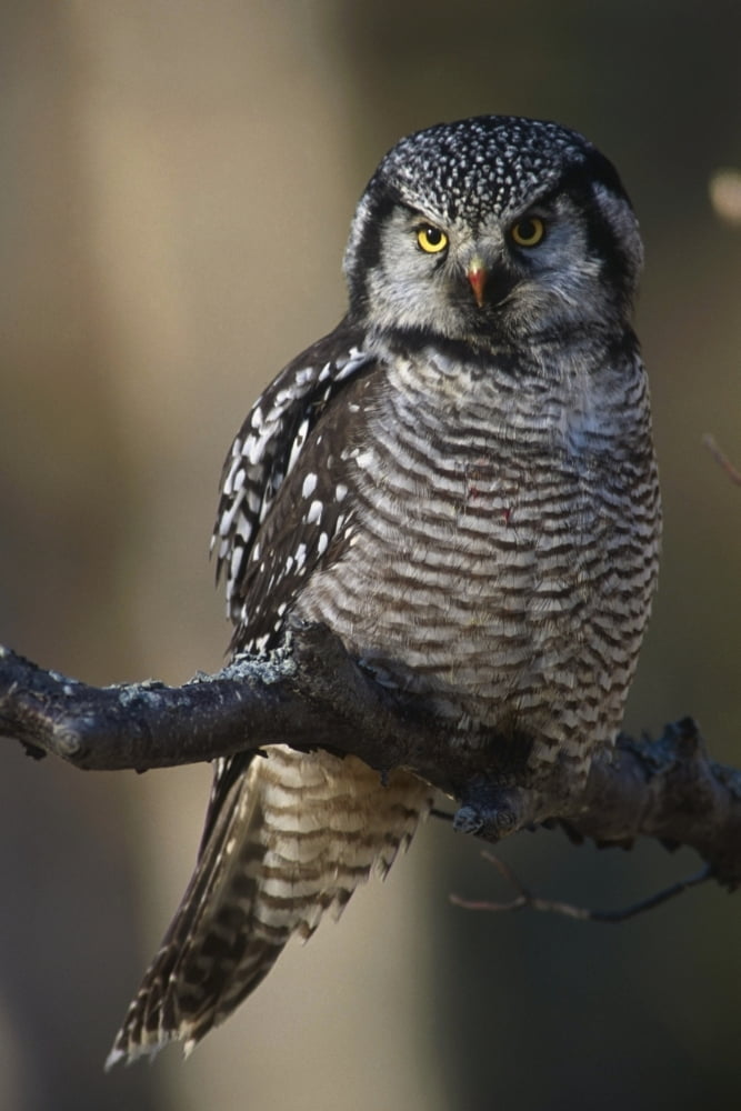 Close Up Of Hawk Owl Perched On A Branch Near Bird Creek Fall Southcentral Alaska Canvas Art - Doug Lindstrand Design Pics (12 x 19)