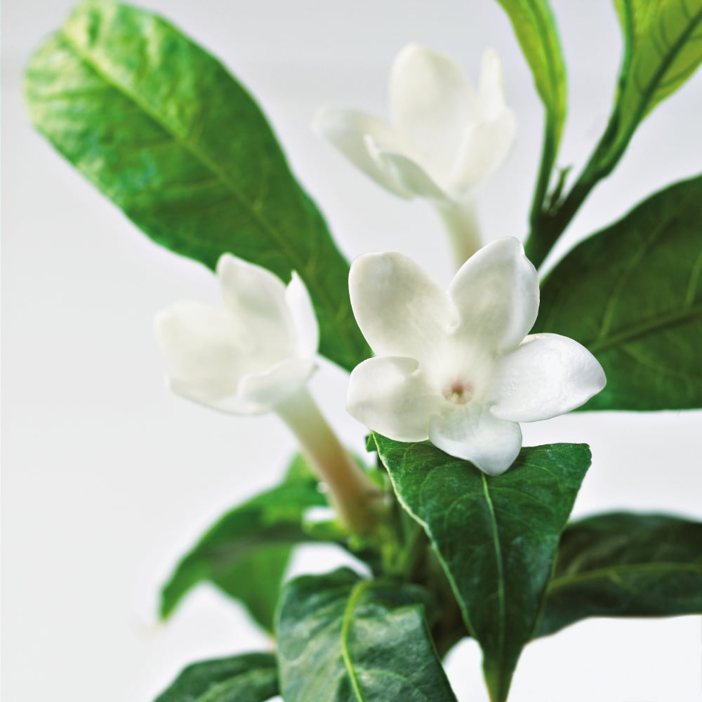 Close-Up Of Jasmine Plant In Bloom Canvas Art - Bruno Crescia Design Pics (15 x 15)