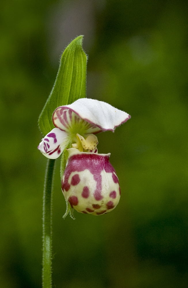 Close Up Of Lady Slipper In Bloom At The Anchorage Botanical Garden Southcentral Alaska Summer Canvas Art - Ken Baehr Design Pics (22 x 34)