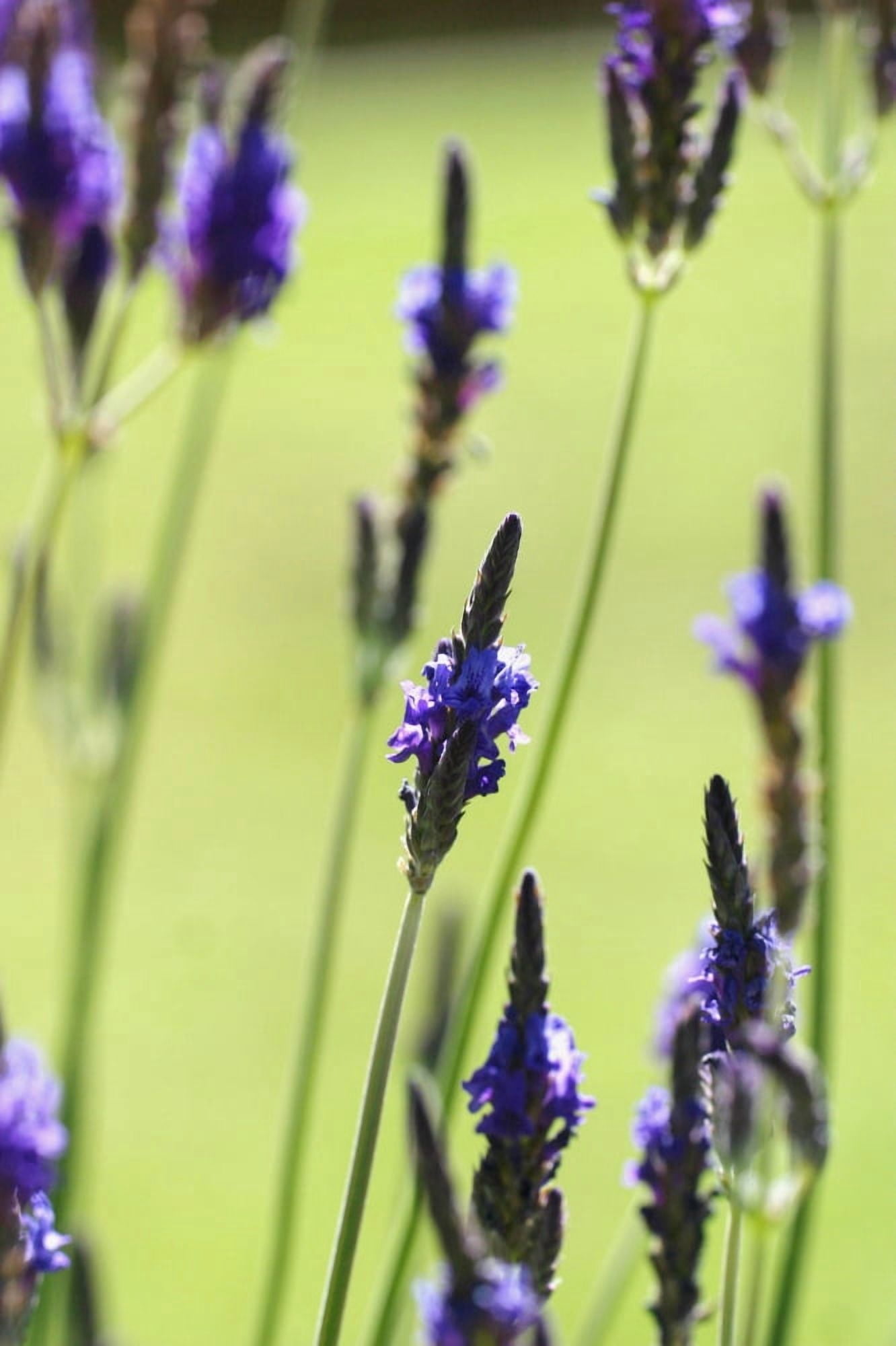 Close-Up Of Lavender Blossoms Canvas Art - Ron Dahlquist Design Pics (12 x 18)