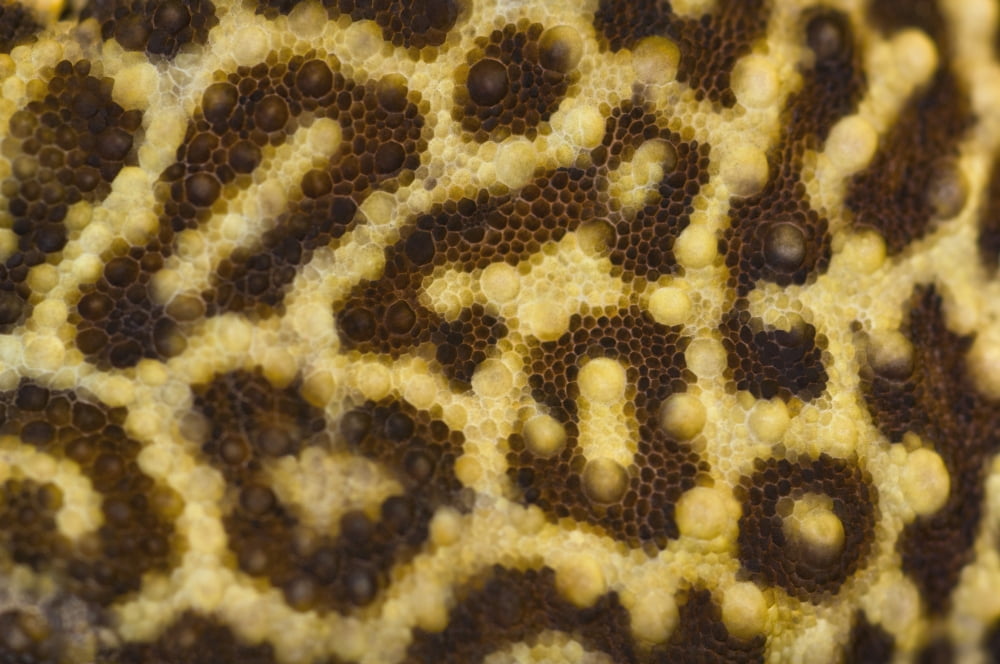 Close Up Of Leopard Gecko Skin Patterns Canvas Art - Corey Hochachka Design Pics (17 x 11)