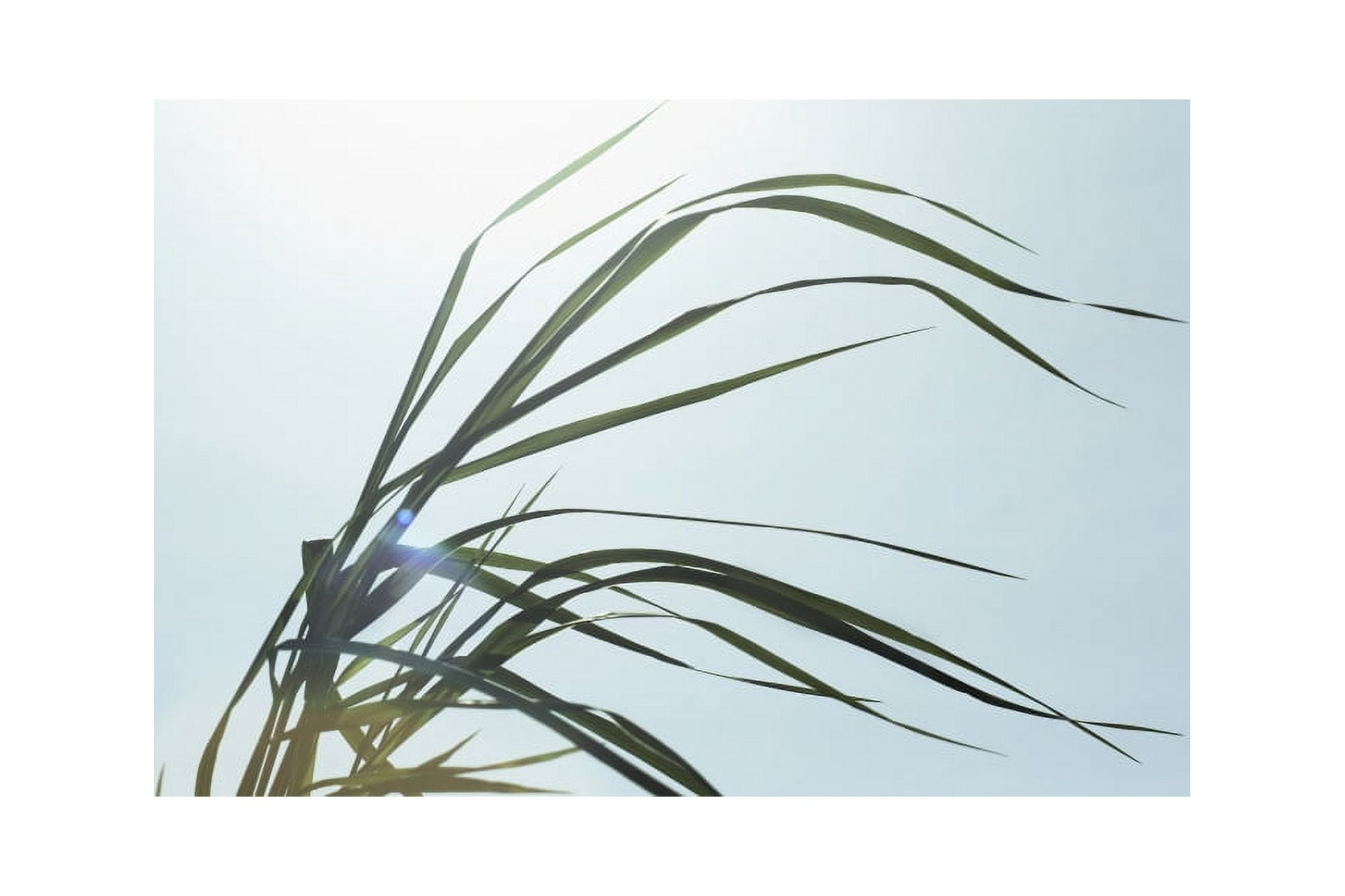 Close-Up Of Long Blades Of Grass Blowing In Wind Ontario Canada Canvas Art - Bruno Crescia Design Pics (19 x 12)