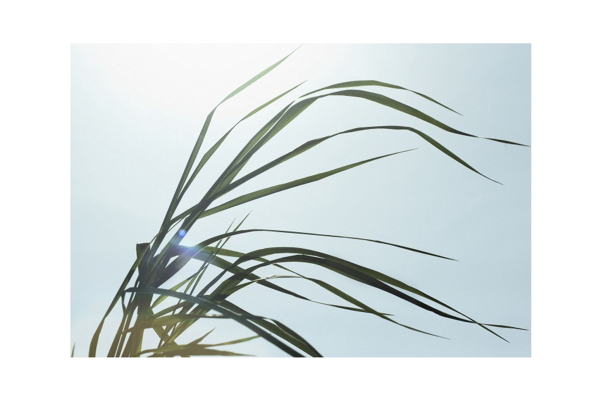 Close-Up Of Long Blades Of Grass Blowing In Wind Ontario Canada Canvas Art - Bruno Crescia Design Pics (38 x 24)