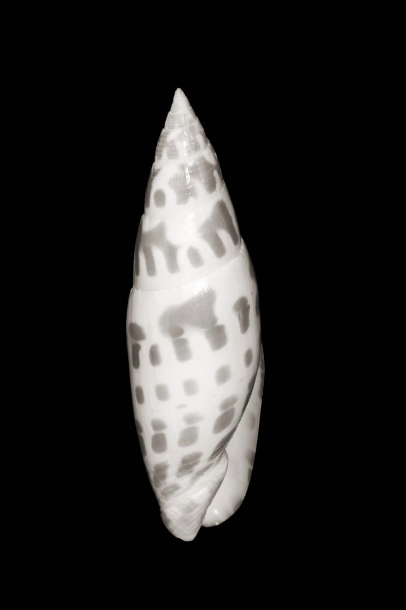 Close-Up Of Long Skinny Shell On Black Background (Sepia Photograph) Canvas Art - Bill Brennan Design Pics (11 x 17)