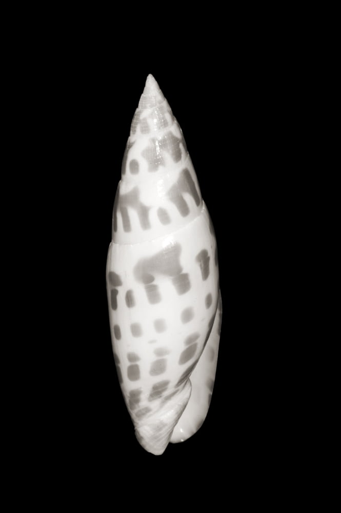 Close-Up Of Long Skinny Shell On Black Background (Sepia Photograph) Canvas Art - Bill Brennan Design Pics (22 x 34)