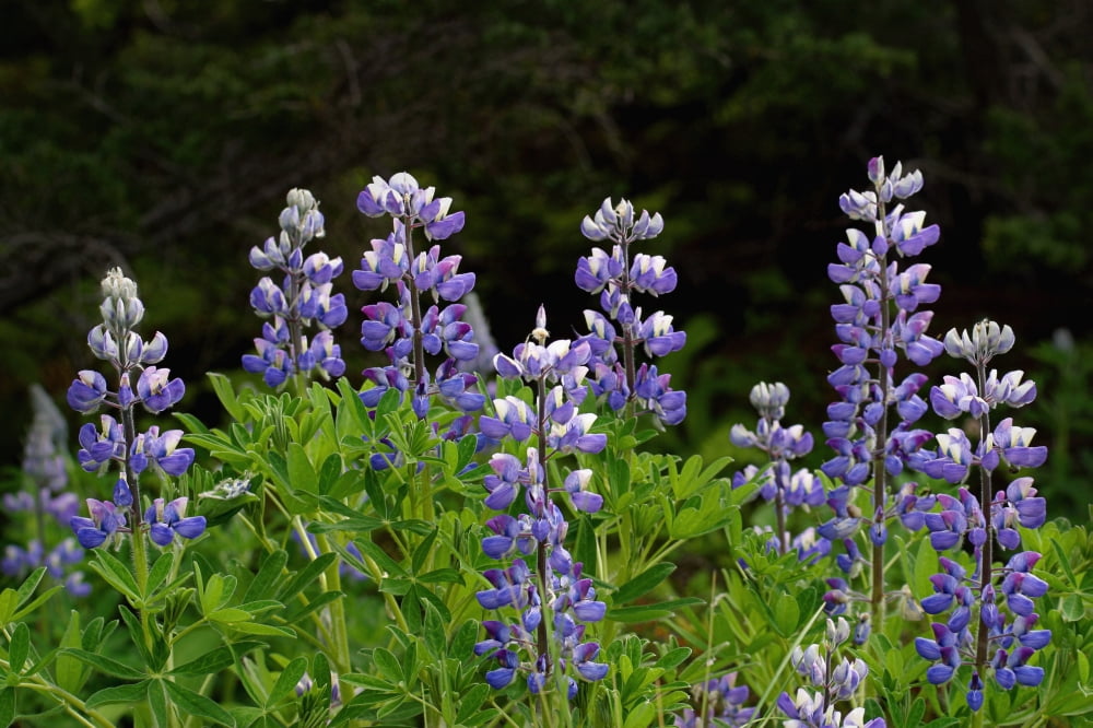 Close Up Of Lupine Wildflowers In Bloom Sc Ak Summer Canvas Art - John Delapp Design Pics (19 x 12)