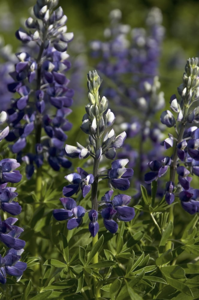 Close Up Of Lupine Wildlfowers Alaska Canvas Art - Mark Newman Design Pics (12 x 19)