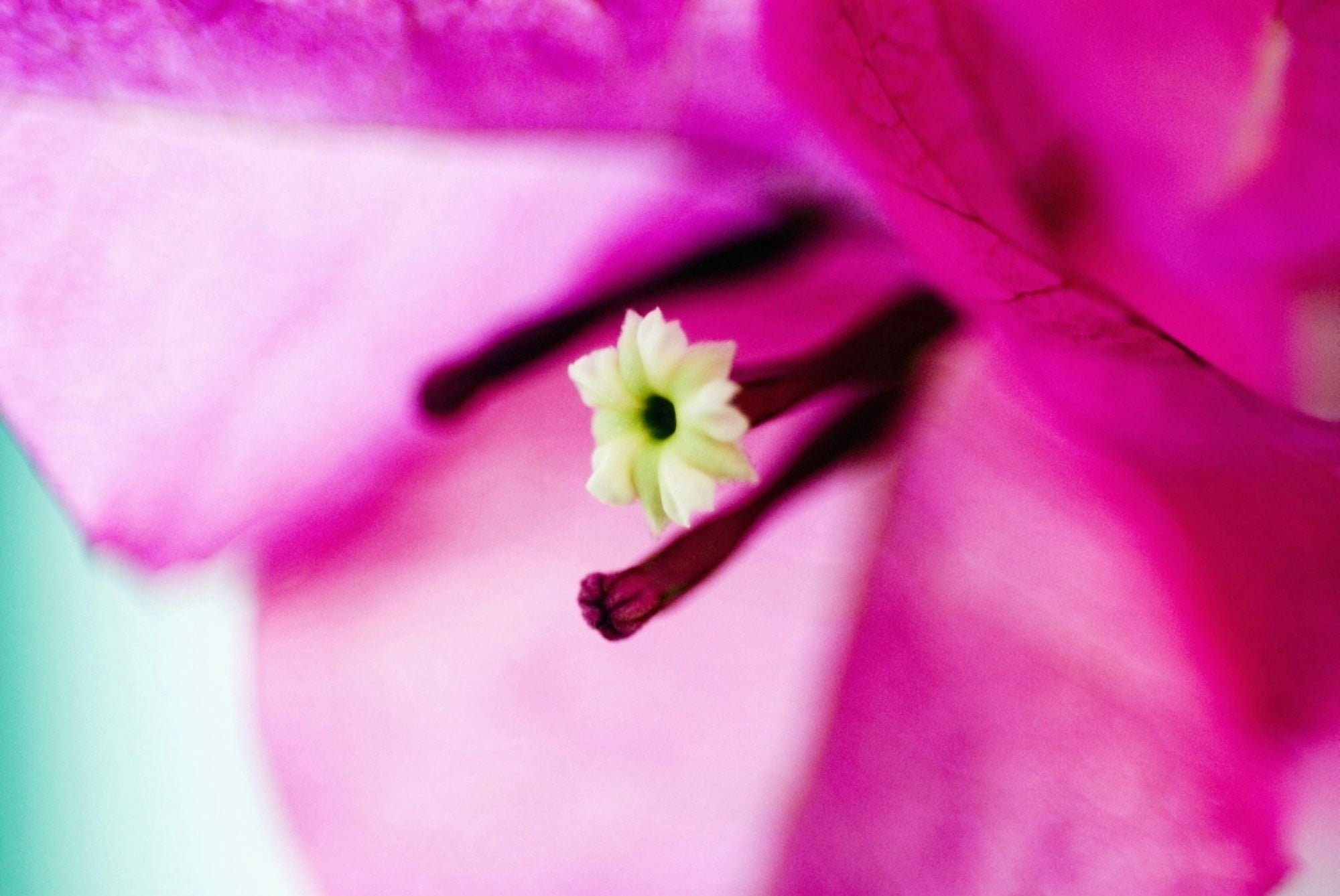 Close-Up Of Magenta Bougainvillea Blossom Canvas Art - Ray Laskowitz Design Pics (34 x 22)