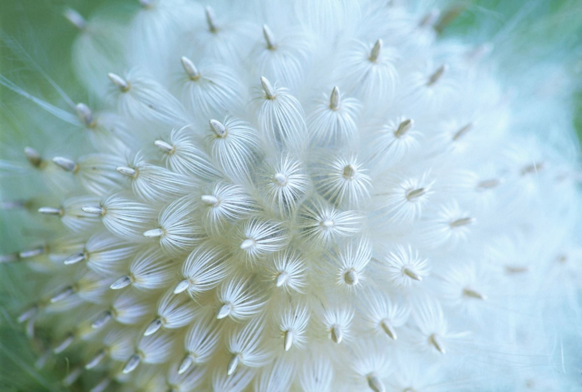 Close Up Of Mature Seed Pod Canvas Art - Ron Watts Design Pics (36 x 24)