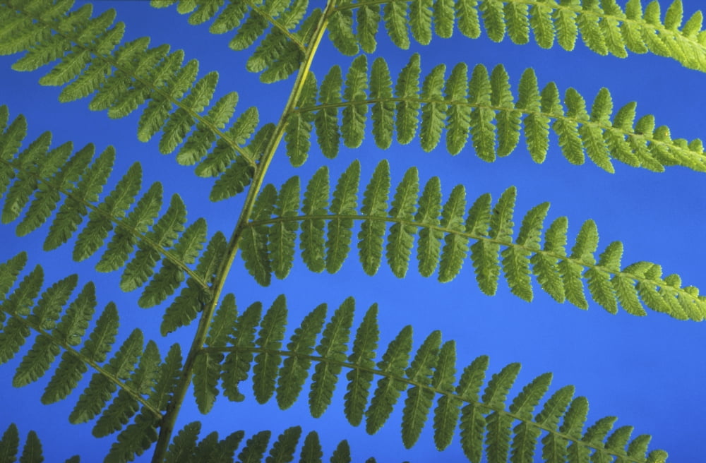 Close-Up Of Native Fern Studio Canvas Art - Kevin Smith  Design Pics (38 x 24)