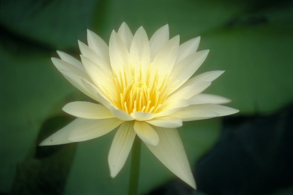 Close-Up Of One White Lily Blossom In Pond Green Leaves Background Canvas Art - Ron Dahlquist Design Pics (38 x 24)