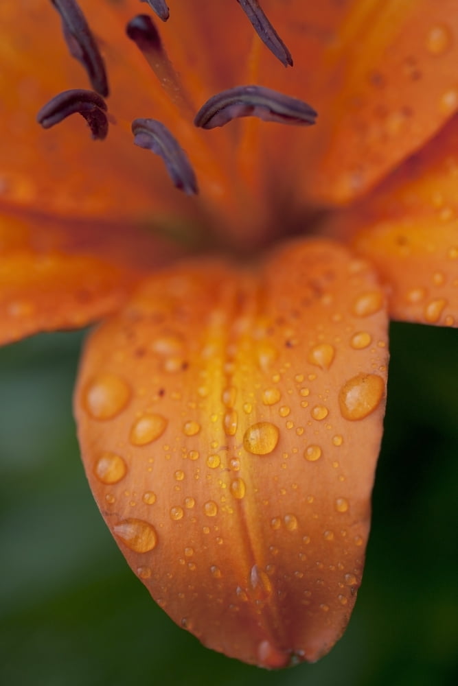 Close-Up Of Orange Lily Flower After Rain Beads Of Water On Petals Canvas Art - Ron Bouwhuis Design Pics (12 x 18)
