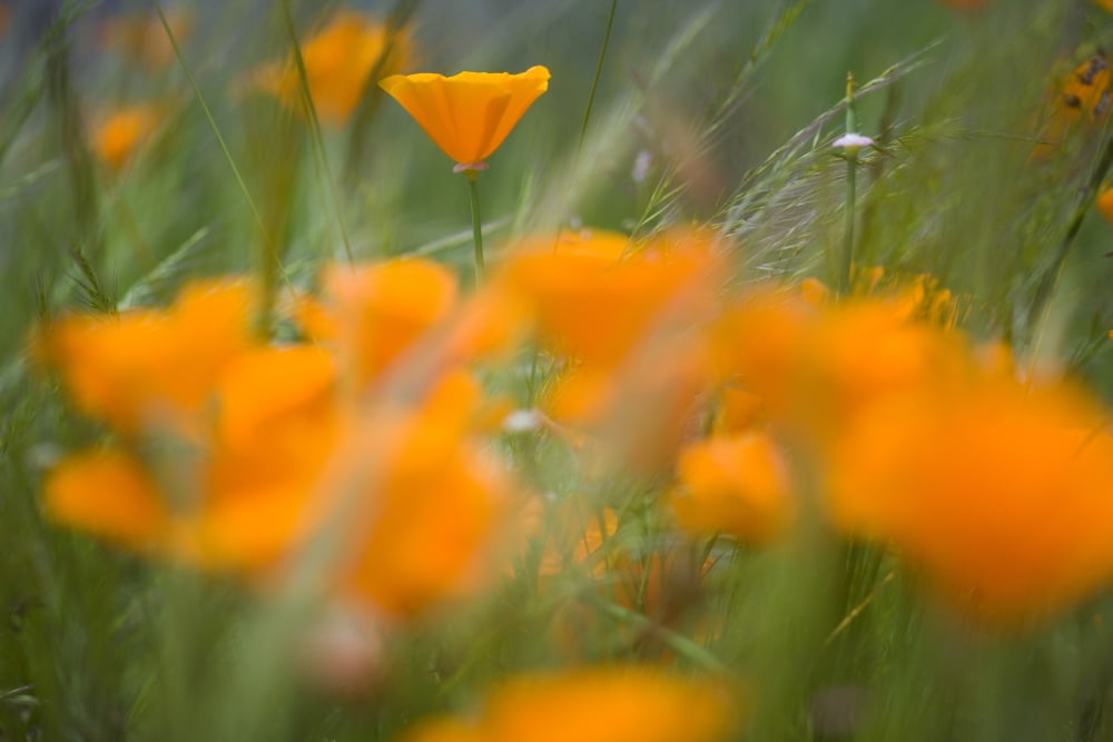 Close Up Of Orange Poppy Flowers Canvas Art - Craig Tuttle Design Pics (20 x 13)