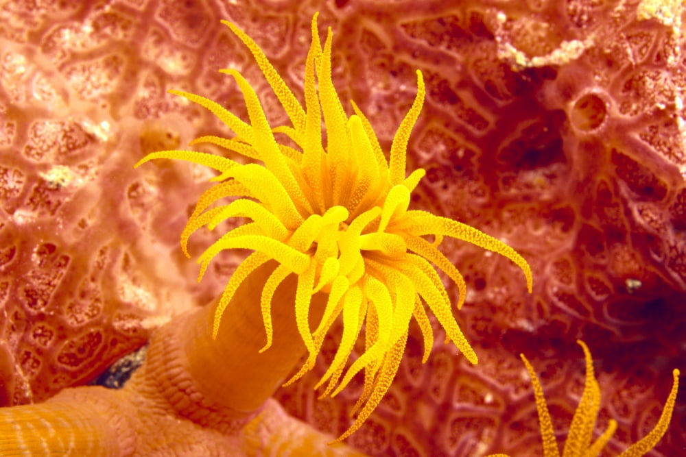 Close-Up Of Orange Tube Coral (Tubastrea Faulneri) Canvas Art - Dave Fleetham Design Pics (38 x 24)