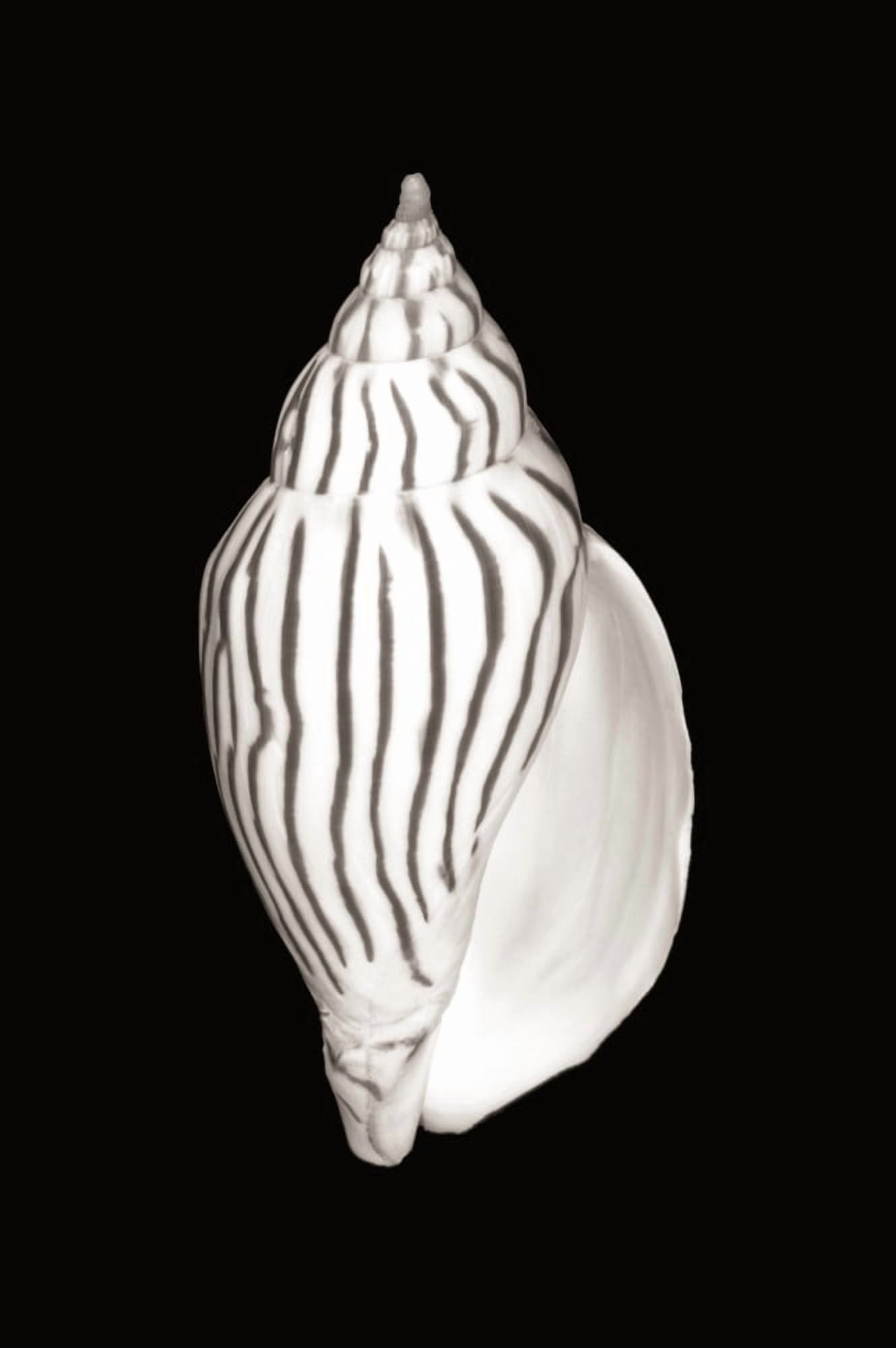 Close-Up Of Oval Shell On Black Background (Sepia Photograph) Canvas Art - Bill Brennan  Design Pics (11 x 17)