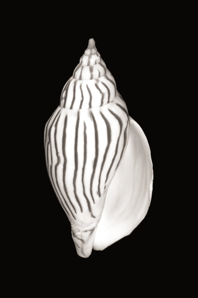 Close-Up Of Oval Shell On Black Background (Sepia Photograph) Canvas Art - Bill Brennan Design Pics (22 x 34)