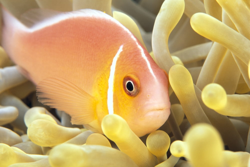Close-Up Of Pale Orange Anemonefish In Anemone (Amphiprion Perideraion) Canvas Art - Dave Fleetham Design Pics (19 x 12)