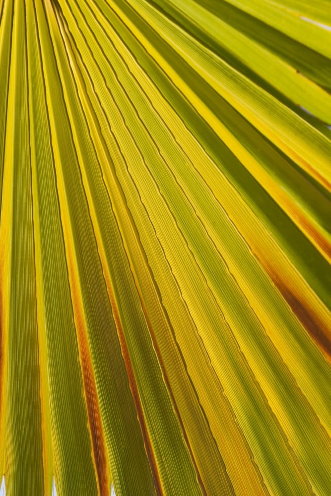 Close Up Of Palm Leaf Backlit And Glowing Palm Springs California United States of America Canvas Art - Michael Interisano Design Pics (12 x 18)