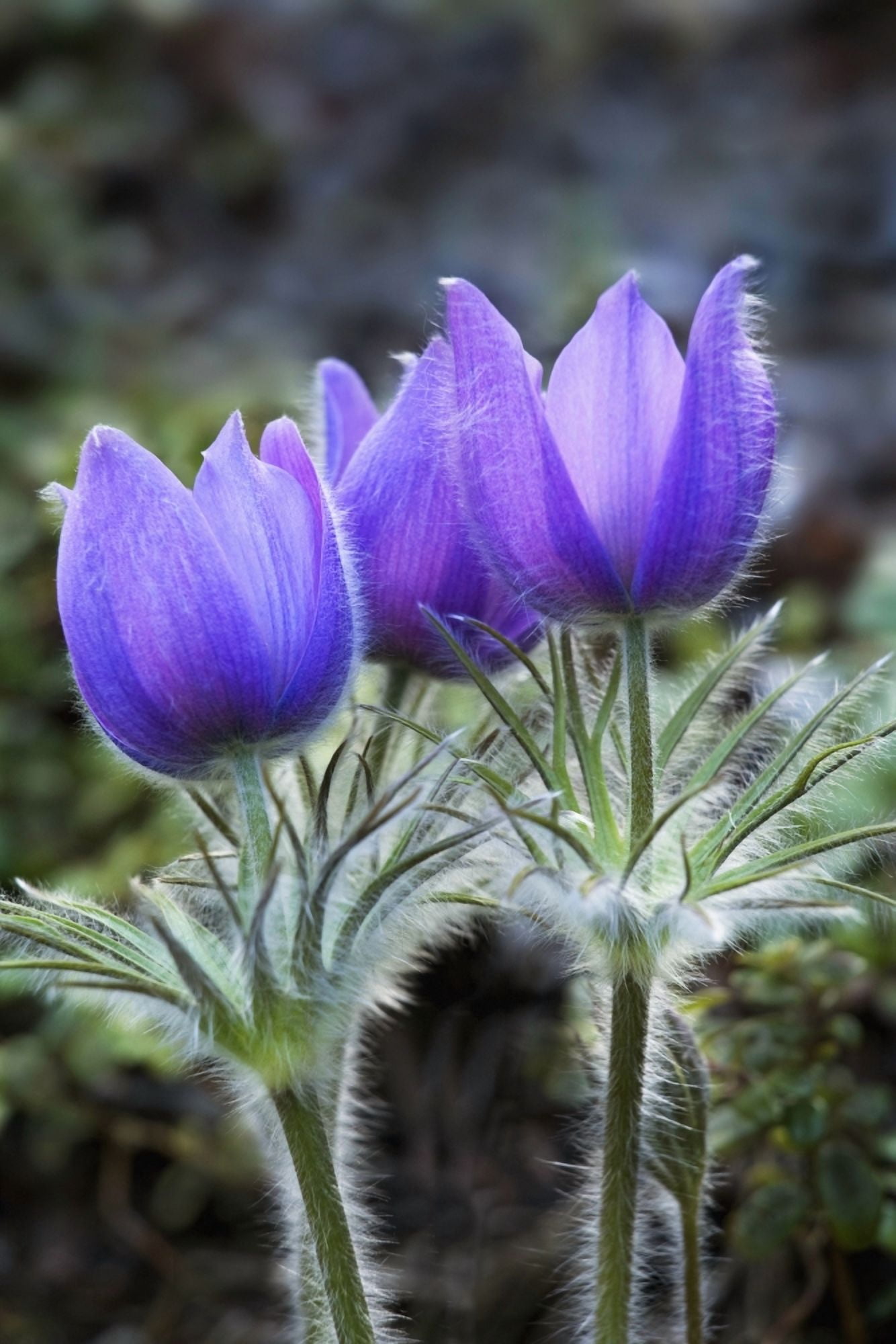 Close Up Of Pasque Flowers (Spring Crocus) Near Tok River State Campground Alaska Canvas Art - John Delapp Design Pics (22 x 34)