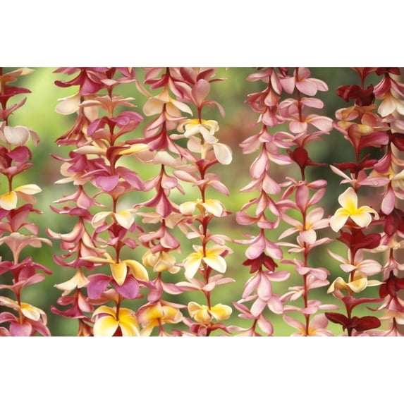 Close-Up Of Pink And Yellow Hanging Plumeria Leis Green Soft Focus Background Poster Print (19 x 12)