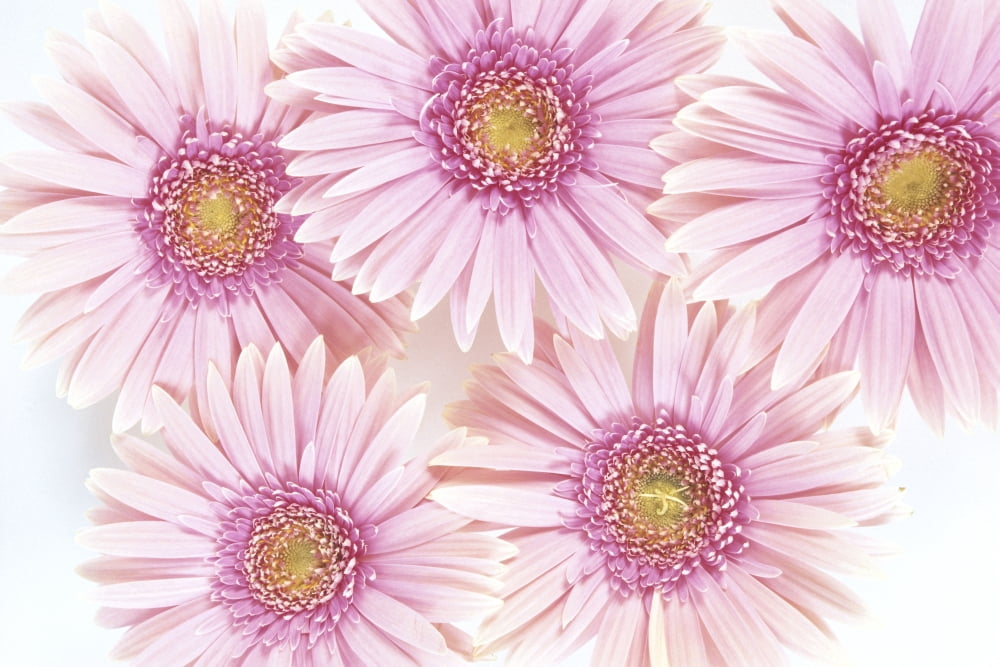 Close-Up Of Pink Daisies Set Together On White Background Studio Shot Canvas Art - Sri Rusden Design Pics (19 x 12)