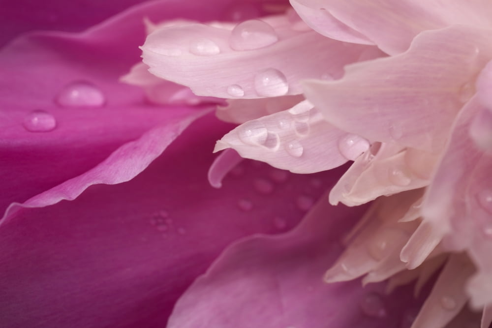 Close-Up Of Pink Flower Canvas Art - David Chapman Design Pics (36 x 24)
