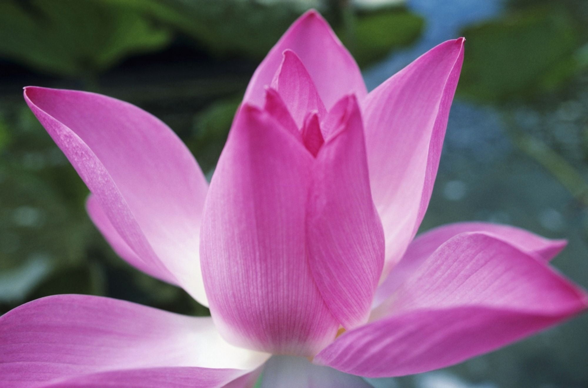 Close-Up Of Pink Lotus Waterlily Bud Canvas Art - Larry Dale Gordon Design Pics (17 x 11)