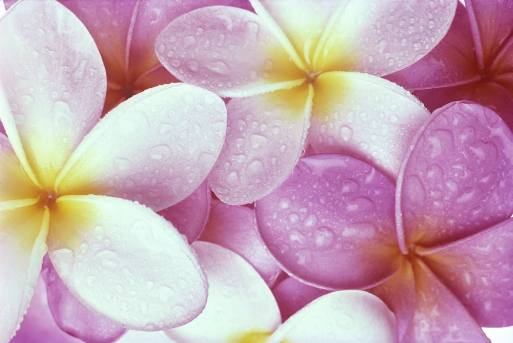 Close-Up Of Pink Plumeria Flowers With Yellow Centers Water Droplets C1673 Canvas Art - Carl Shaneff Design Pics (38 x 24)