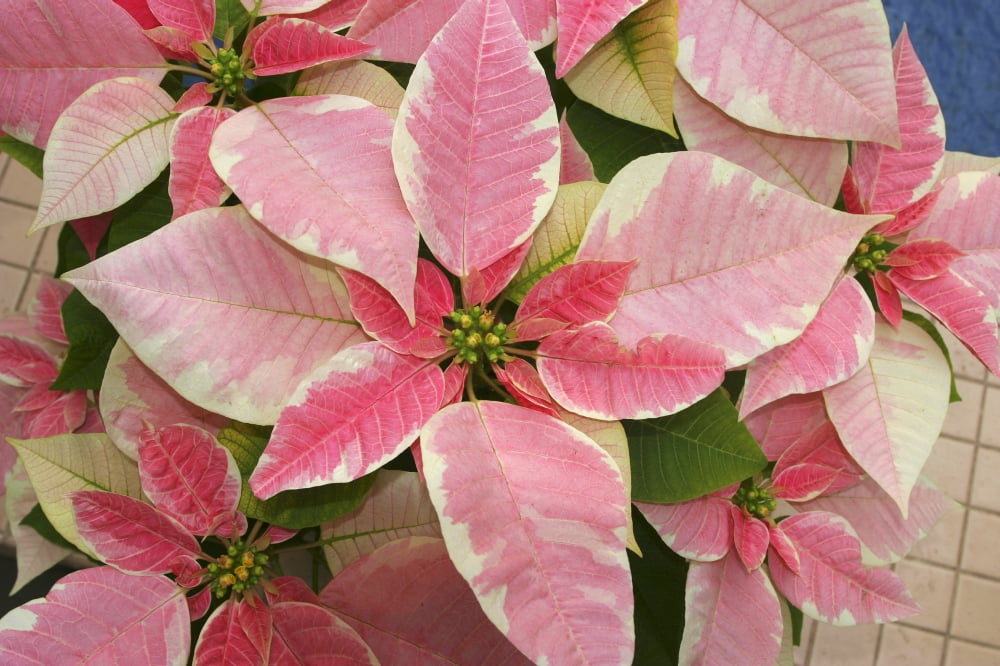Close-Up Of Pink Poinsettia Canvas Art - Ron Dahlquist Design Pics (36 x 24)