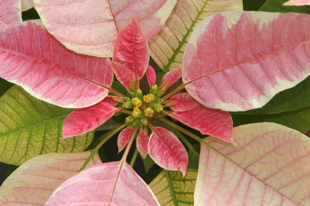 Close-Up Of Pink Poinsettia Canvas Art - Ron Dahlquist Design Pics (36 x 24)