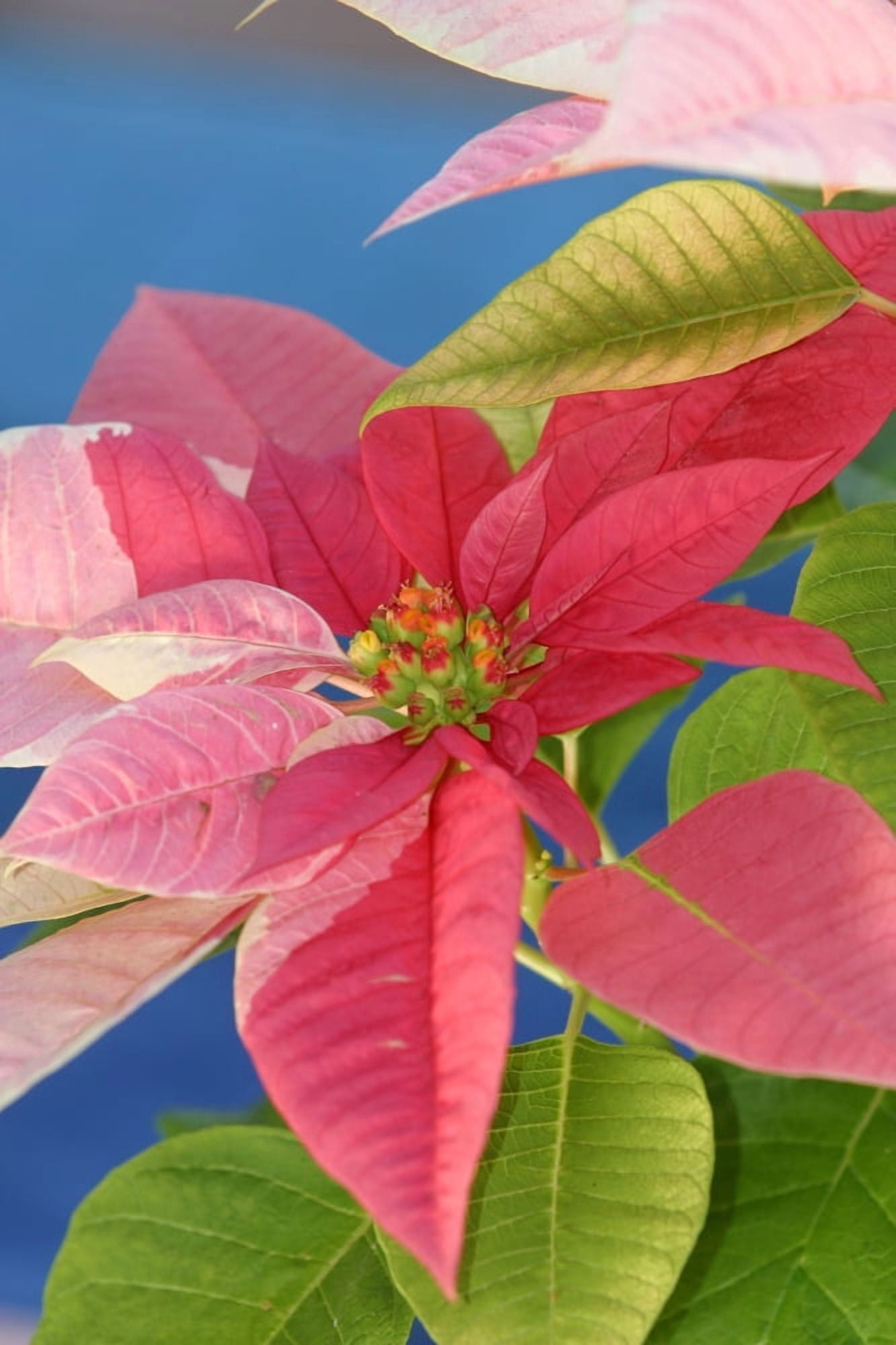 Close-Up Of Pink Poinsettia With Blue Background Canvas Art - Ron Dahlquist  Design Pics (12 x 18)