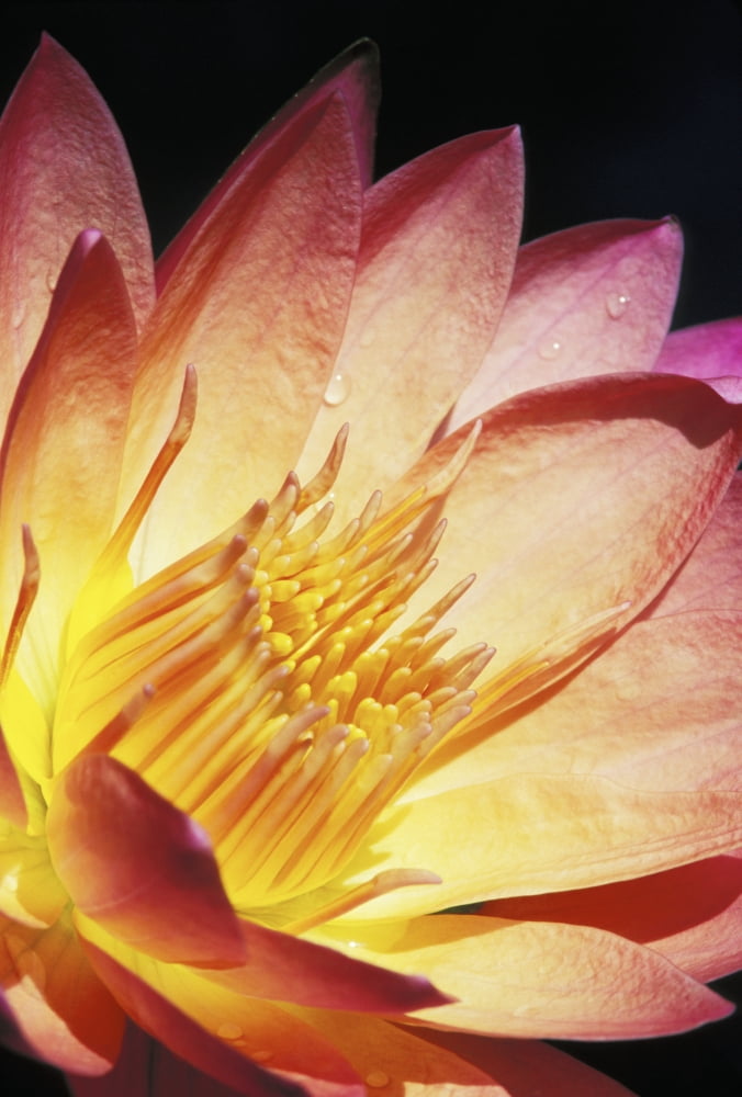 Close-Up Of Pink Water Lily Center Dark Background Canvas Art - Bill Brennan Design Pics (12 x 17)