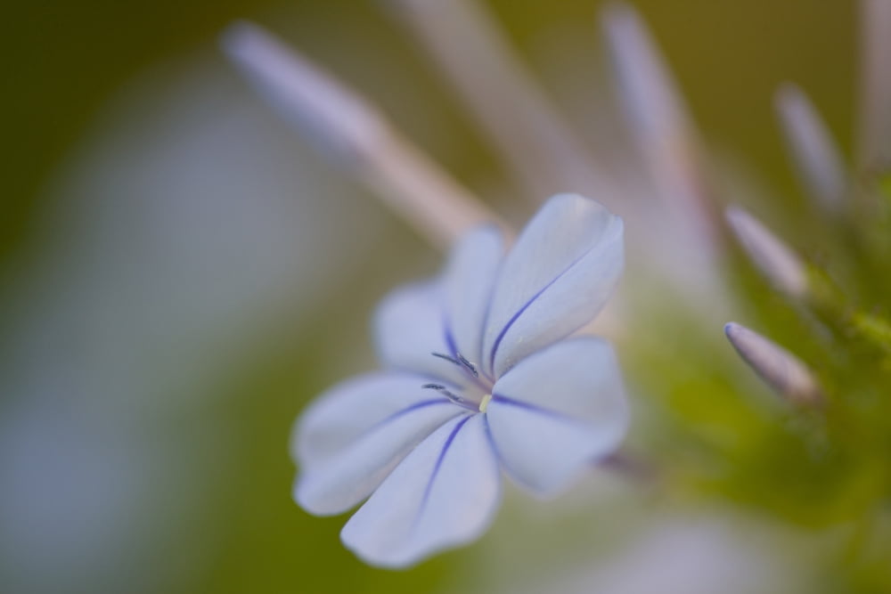 Close-Up Of Plumbago Blue Jasmin Plumbago Capensis Buenos Aires Argentina Canvas Art - Peter Van Rhijn Design Pics (34 x 22)