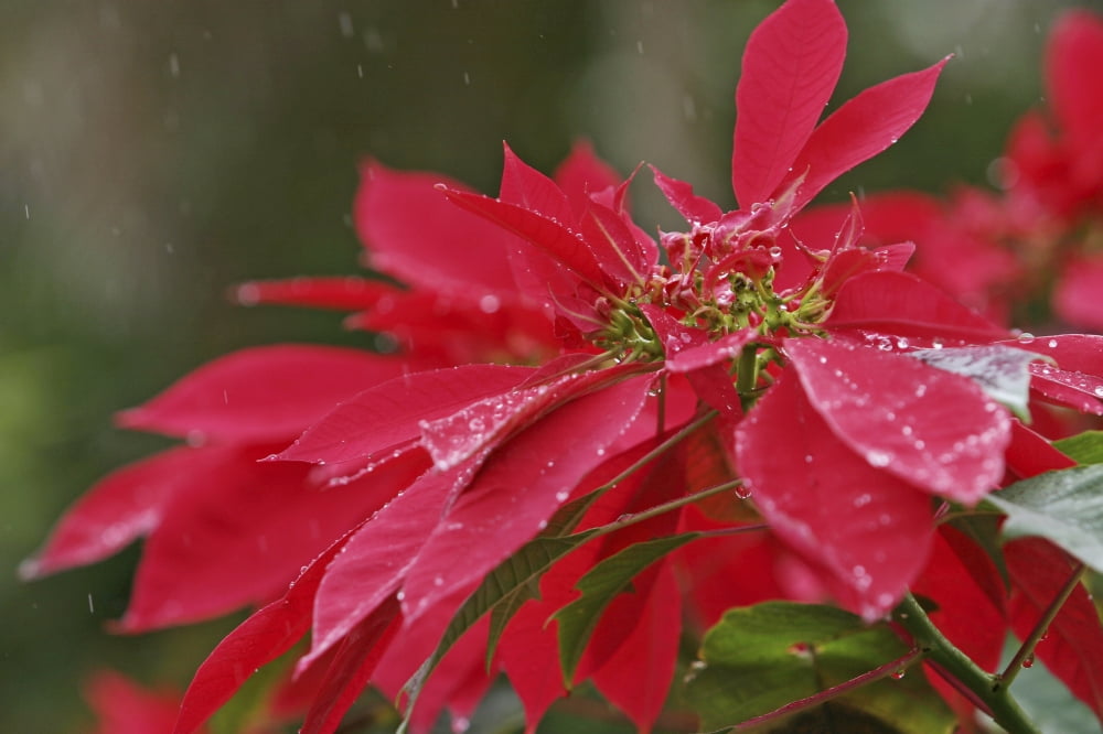 Close-Up Of Poinsettia Covered In Dew In The Rain Canvas Art - Ron Dahlquist Design Pics (18 x 12)