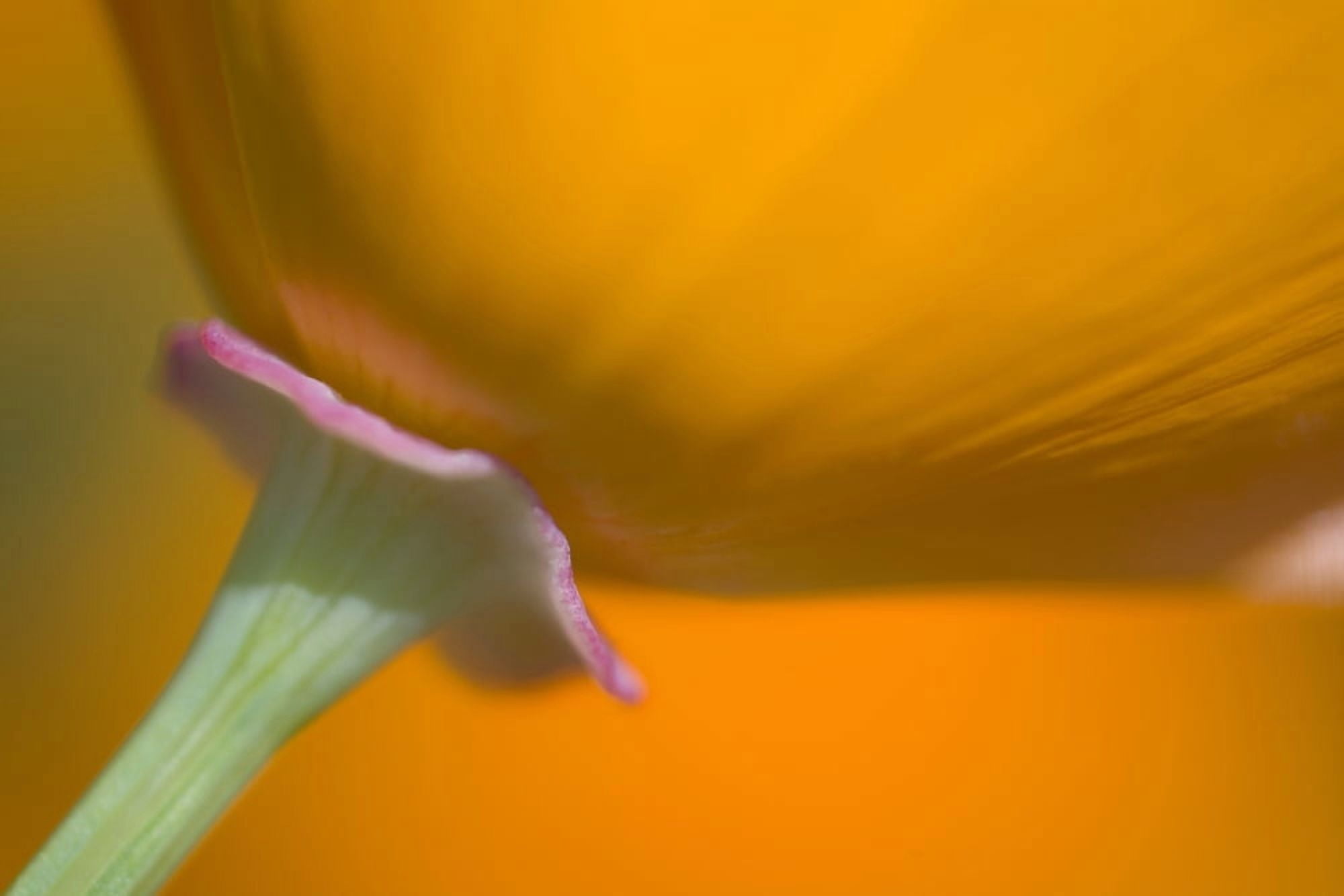 Close Up Of Poppy Canvas Art - Craig Tuttle Design Pics (20 x 13)