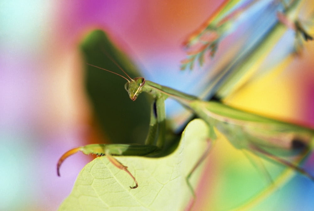 Close-Up Of Praying Mantis Canvas Art - Natural Selection Craig Tuttle Design Pics (18 x 12)