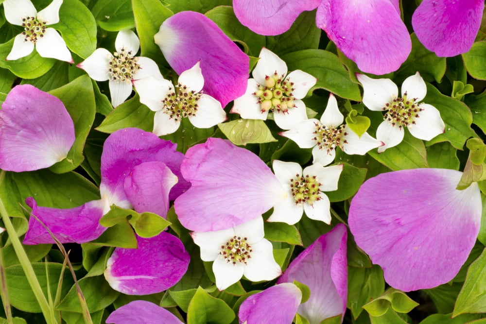 Close Up Of Prickly Rose Petals And Dwarf Dogwood Chugach State Park Southcentral Alaska Summer Canvas Art - Carl R Battreall Design Pics (38 x 24)