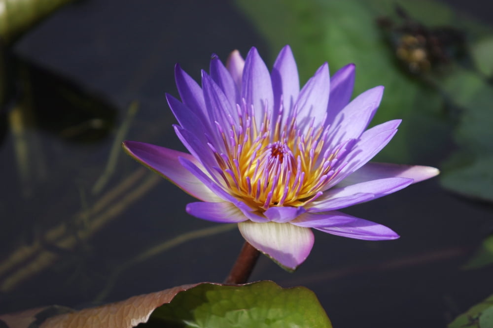 Close-Up Of Purple Lily Canvas Art - Ron Dahlquist Design Pics (36 x 24)