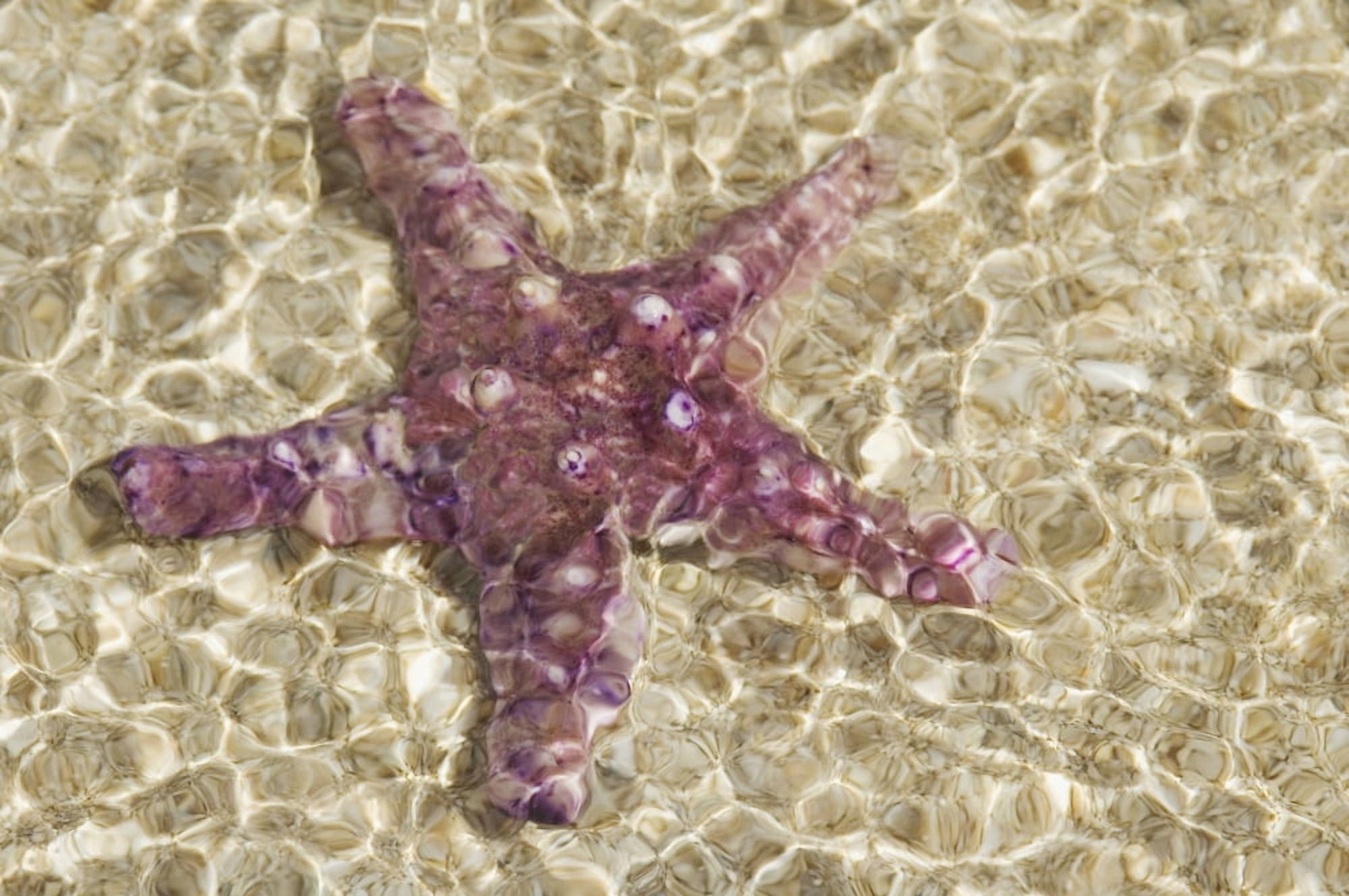 Close-Up Of Purple Starfish Seen Through Crystal Clear Rippling Water Canvas Art - Mary Van de Ven Design Pics (17 x 11)