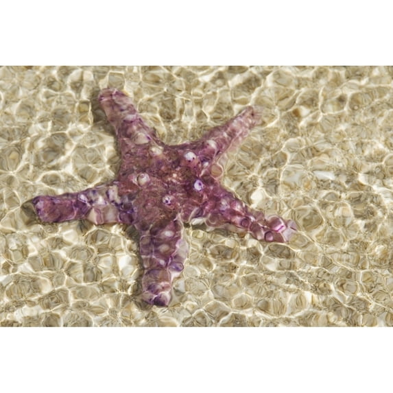 Close-Up Of Purple Starfish Seen Through Crystal Clear Rippling Water Poster Print (17 x 11)