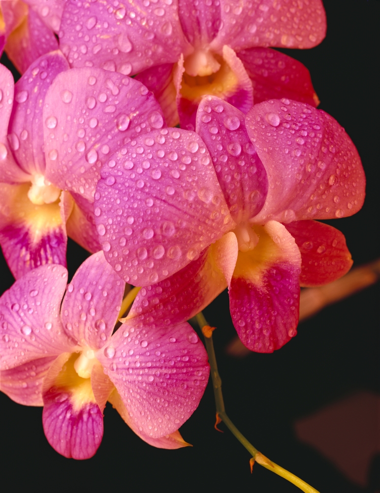 Close-Up Of Purple Vanda Orchid Flowers On Plant Dew Water Droplets Studio C1664 Canvas Art - Carl Shaneff Design Pics (26 x 34)