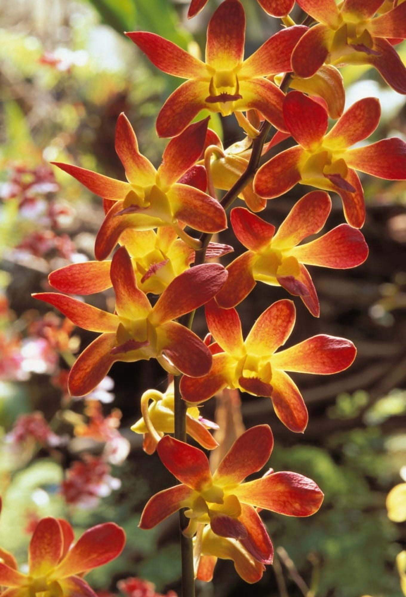 Close-Up Of Red And Yellow Dendrobium Orchids On Plant Outdoors With Soft Focus Background Canvas Art - Bill Brennan Design Pics (11 x 17)