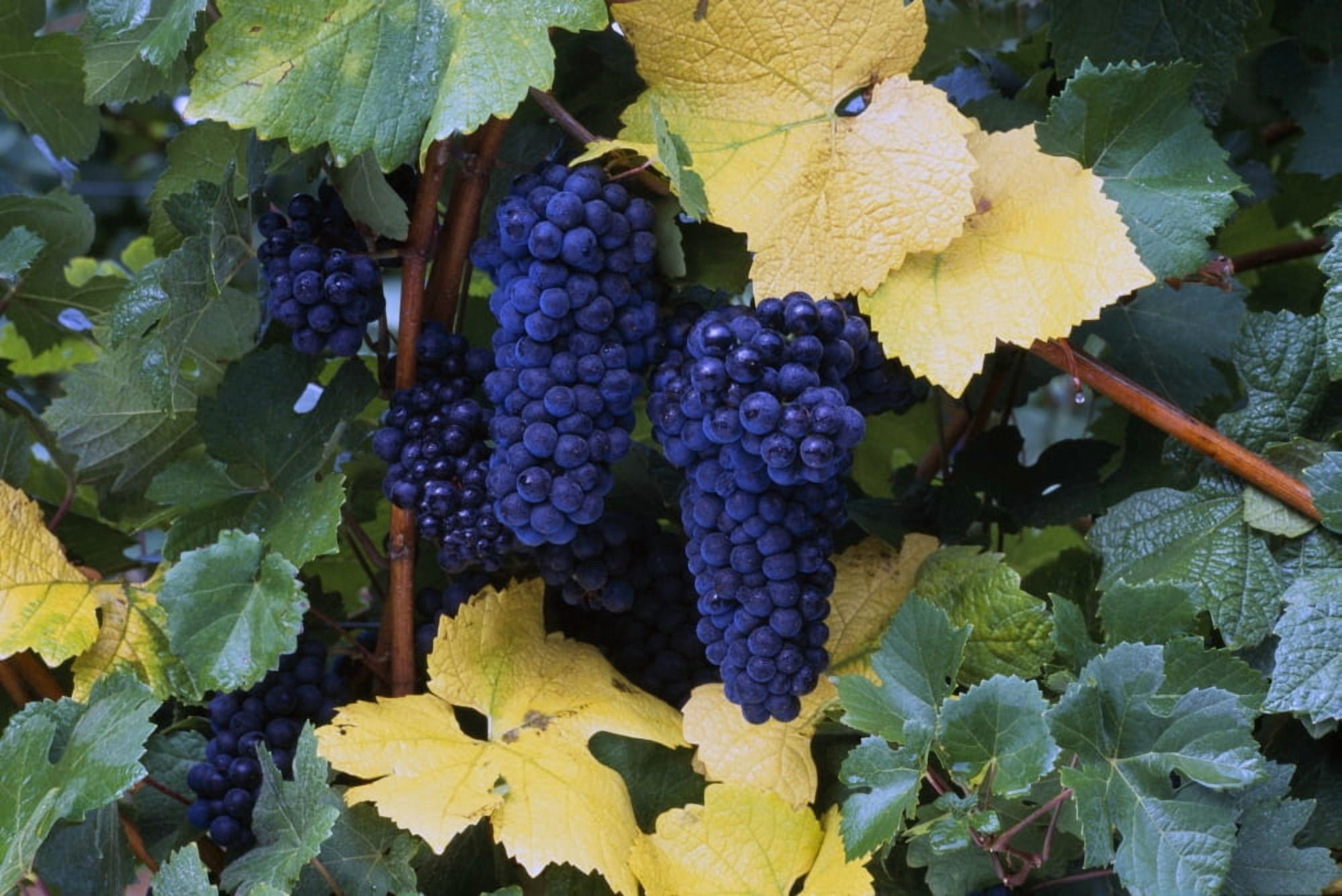 Close-Up Of Ripe Wine Grapes And Leaves Canvas Art - Natural Selection Craig Tuttle Design Pics (36 x 24)