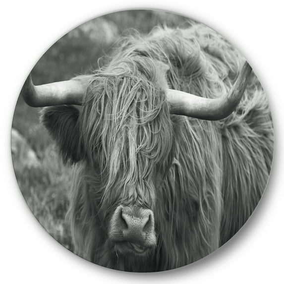 Close Up Of Scottish Cow On Moorland I 11 in x 11 in Photography Art Prints, by Designart