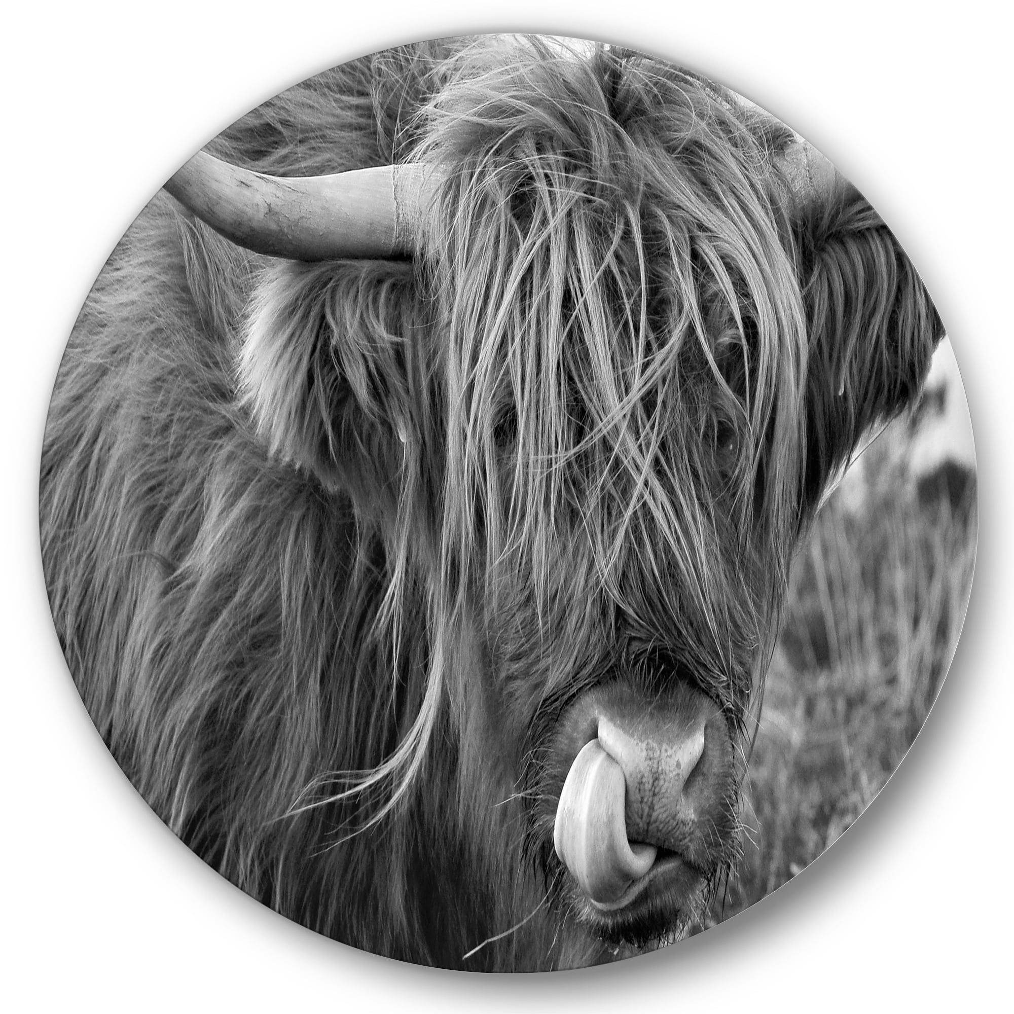 Close Up Of Scottish Cow On Moorland II 11 in x 11 in Photography Art Prints, by Designart