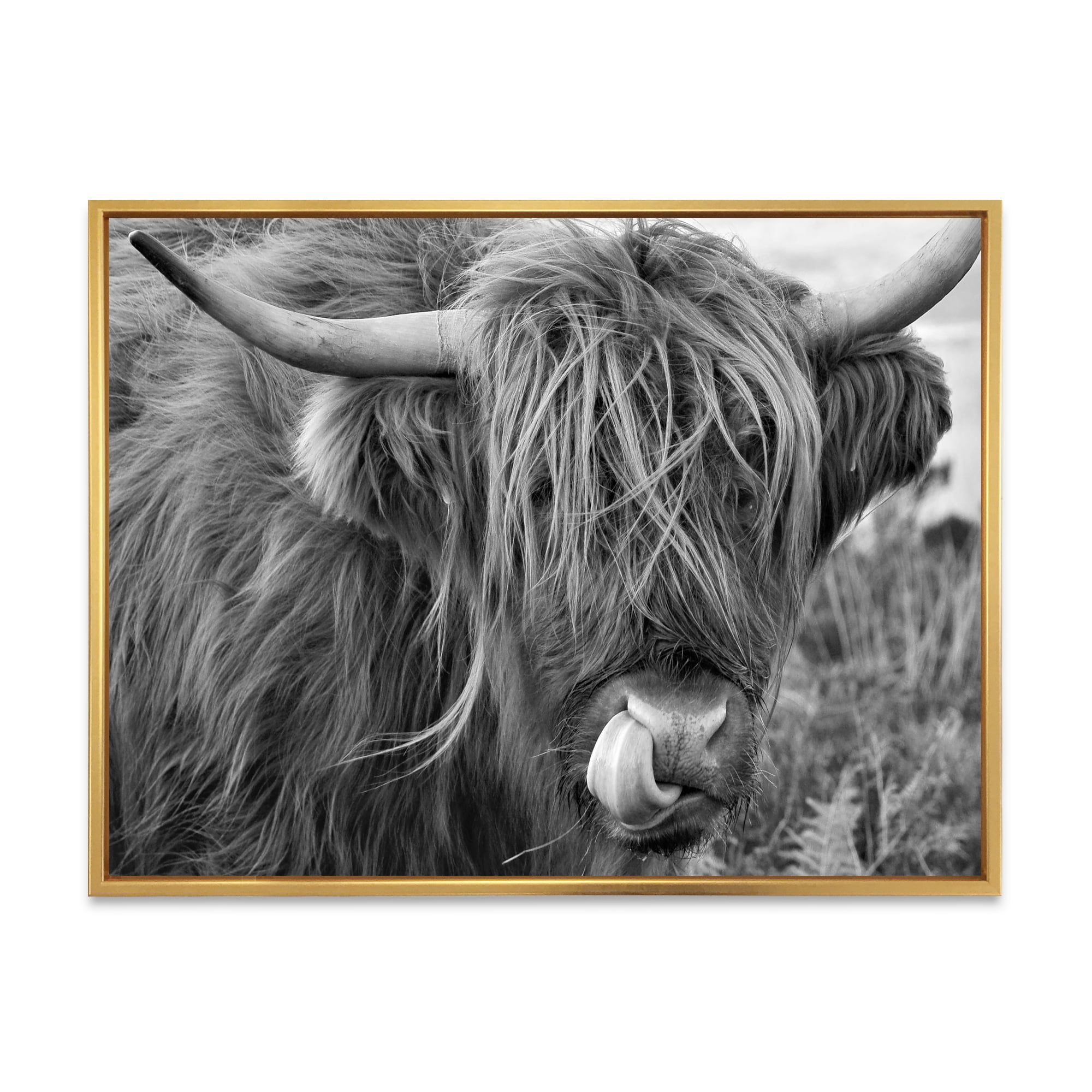 Close Up Of Scottish Cow On Moorland II 20 in x 12 in Framed Photography Canvas Art Print, by Designart