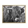 thumbnail image 1 of Close Up Of Scottish Cow On Moorland II 20 in x 12 in Framed Photography Canvas Art Print, by Designart, 1 of 5