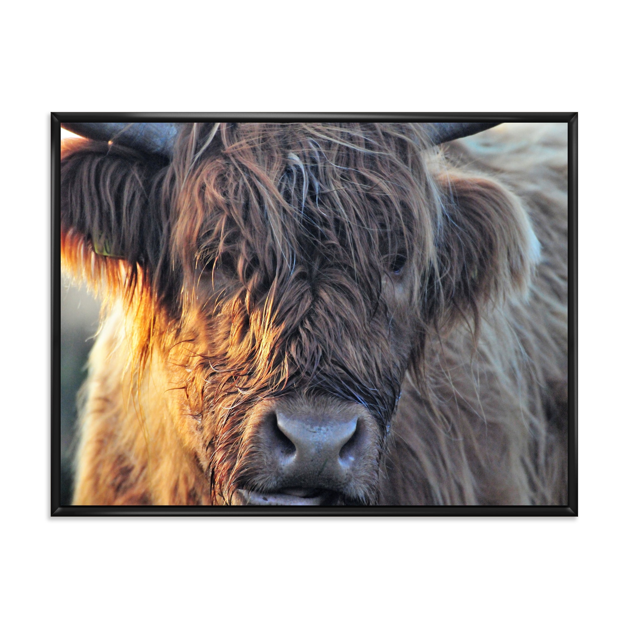Close Up Of Scottish Cow On Moorland III 32 in x 16 in Framed Photography Canvas Art Print, by Designart