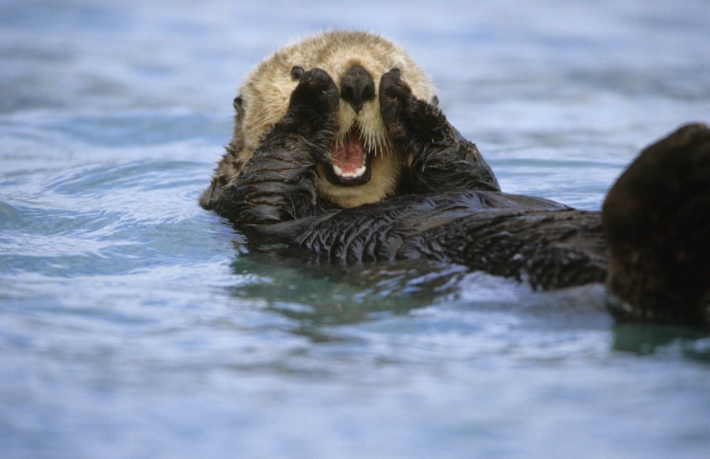 Close Up Of Sea Otter Resurrection Bay Kp Ak Summer Near Seward Canvas Art - Daisy Gilardini Design Pics (34 x 22)