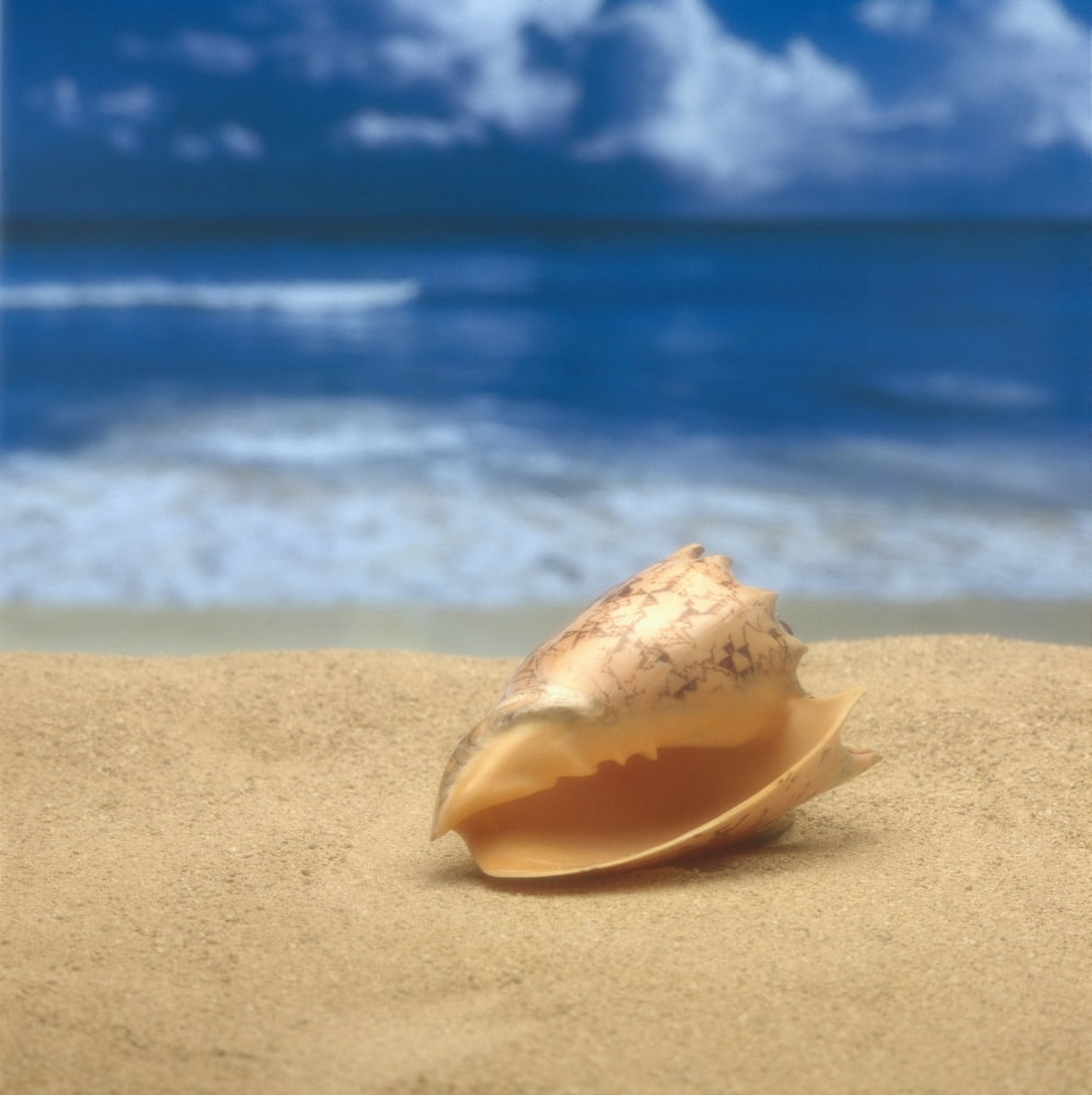 Close-Up Of Seashell On Beach With Ocean Soft Focus In Background A33D Canvas Art - Kate Turning and Tom Gibson Design Pics (15 x 15)